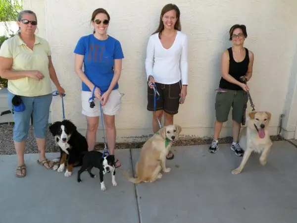 dog aggression training