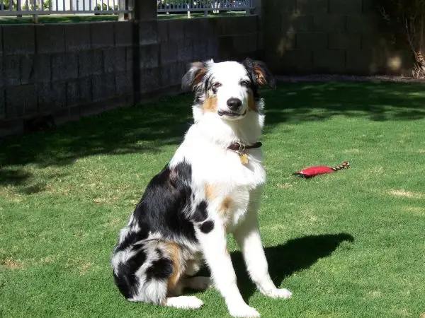 dog aggression training