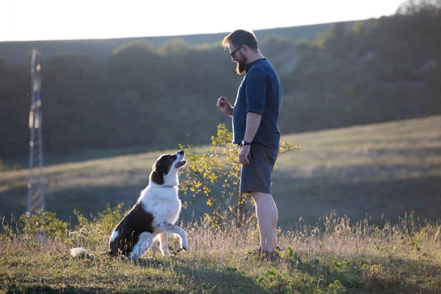 How to Prevent Dog Aggression Four Tips from a Chandler Dog Trainer