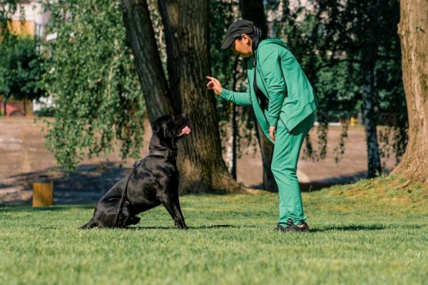 Prevent Dog Aggression Four Tips from a Chandler Dog Trainer