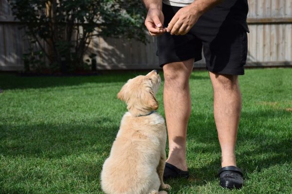 Potty Training Basics for Puppies Simple Steps That Work