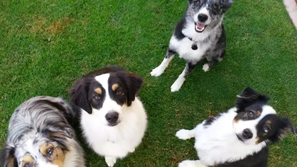 how to integrate multiple dogs