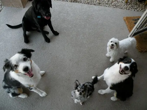 benefits of socializing your dog Chandler AZ