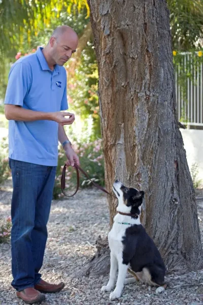 stop dog counter surfing Chandler AZ