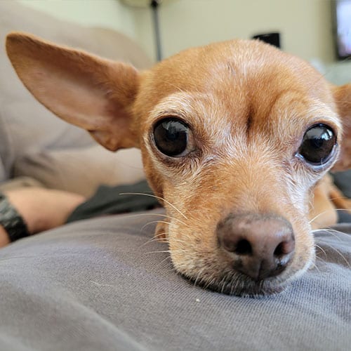 In-Home Dog Training Services in Phoenix/Chandler, AZ​