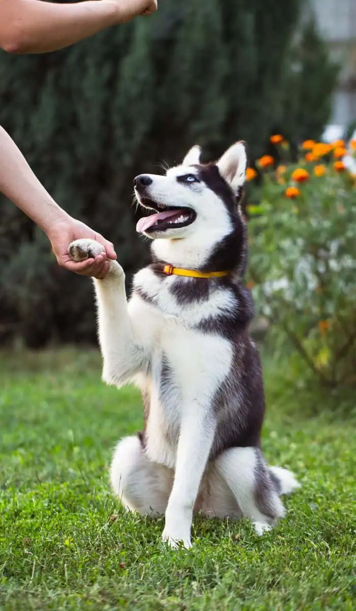 Doggie Steps Dog Training in Phoenix, AZ FAQ