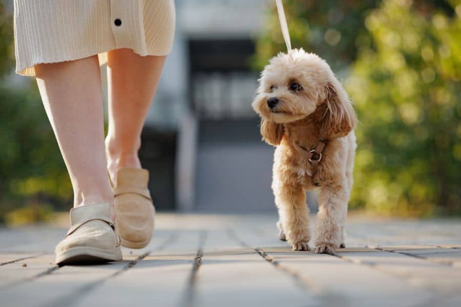 Potty Training Basics for Puppies Simple Steps