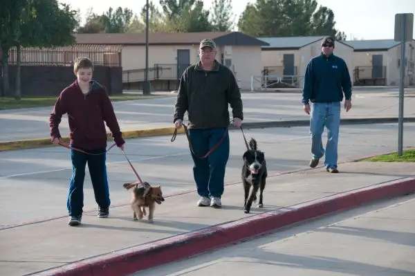 why do dogs jump on people chandler dog training