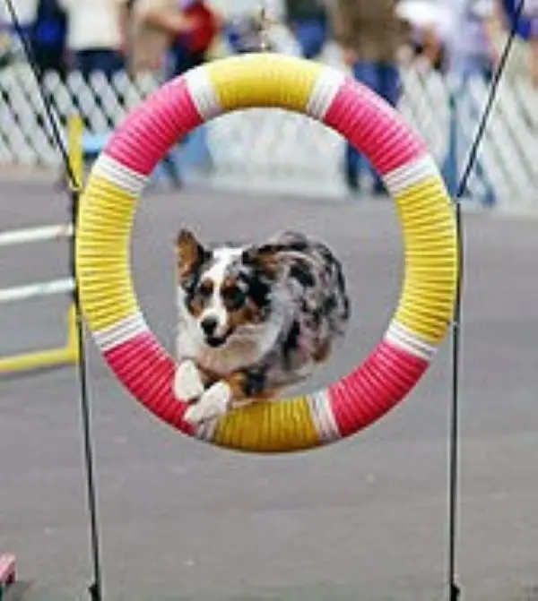 agility commands for dog training phoenix az