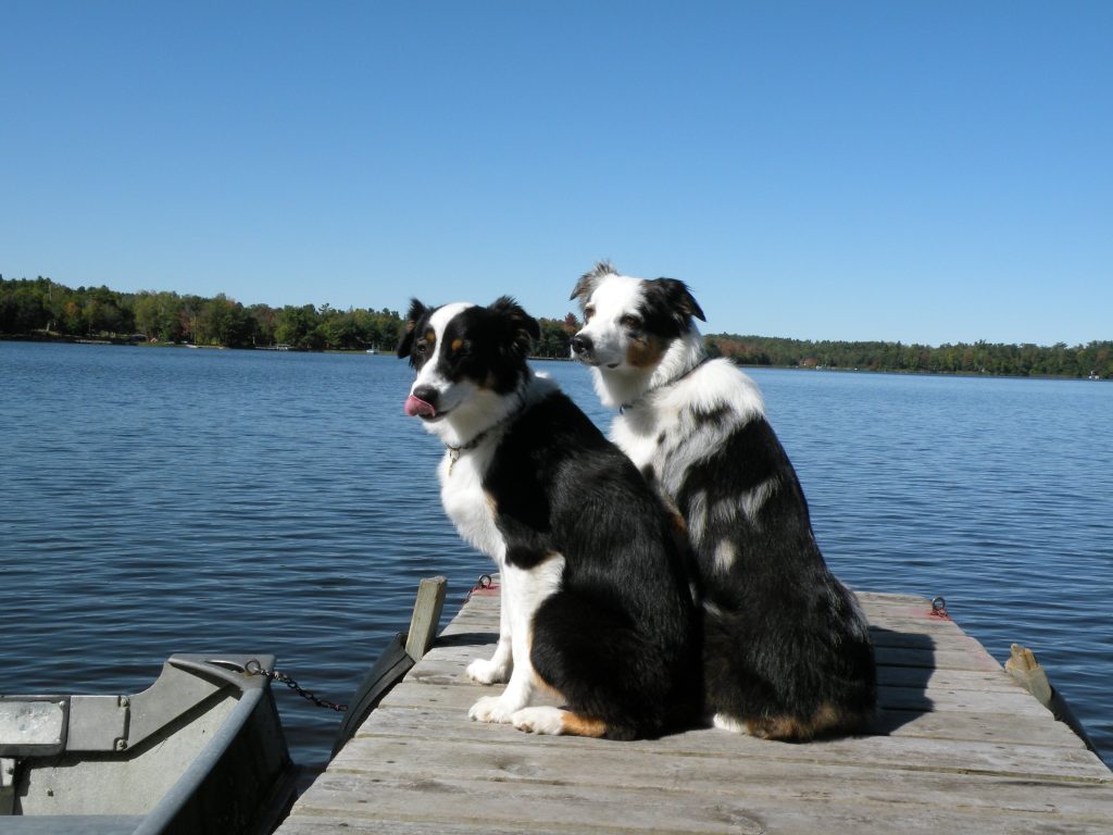 Dog training in chandler AZ with great reviews and is highly effective
