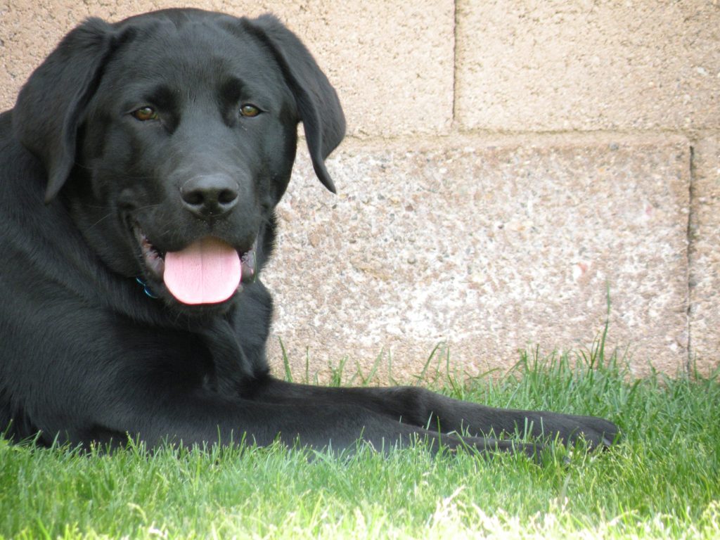 Puppy training in Mesa AZ and Chandler AZ by Mark Siebel from Doggie Steps Dog Training