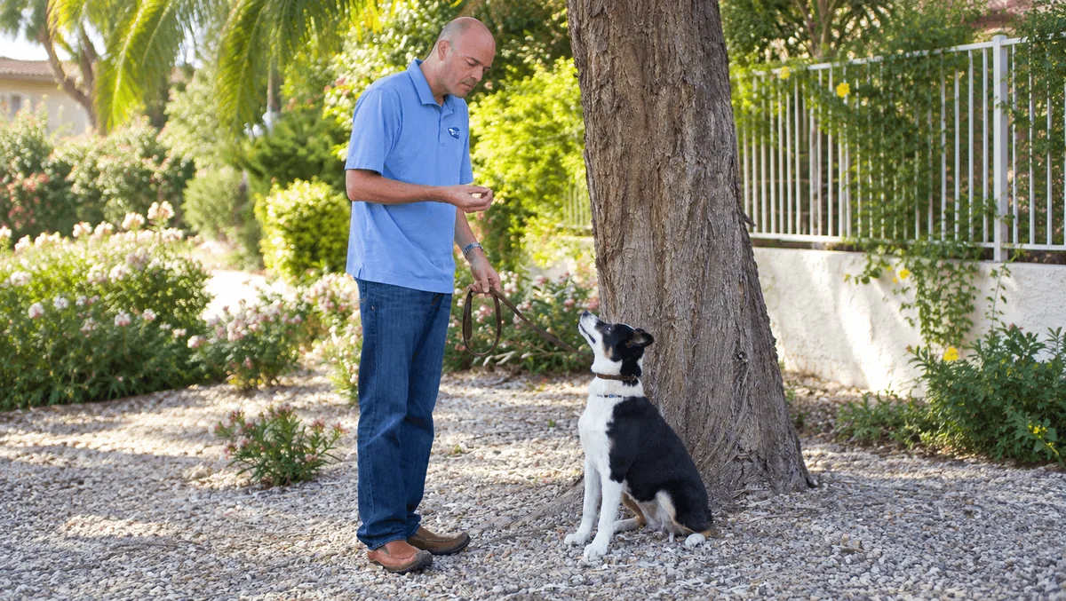 Mark Siebel training a dog on leash during an outdoor dog training session