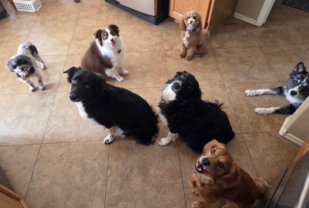 Board and train dog training in Chandler AZ Mesa AZ and surrounding areas by Mark Siebel
