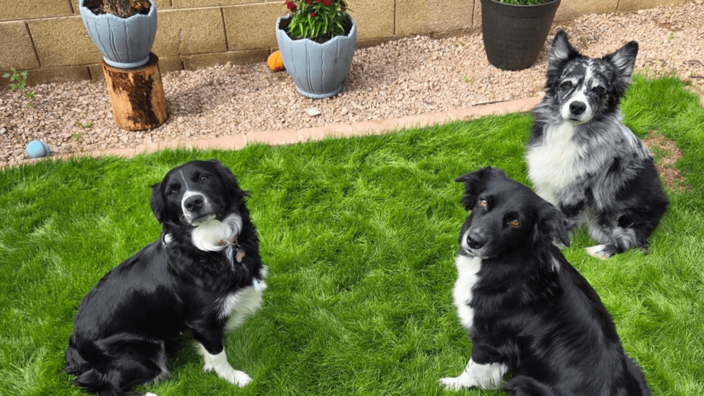 board and train dog training for puppy potty training and dog obedience training in chandler az