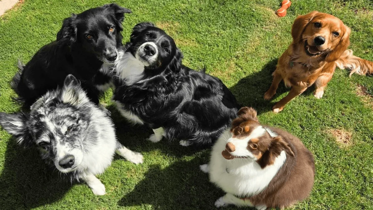 Five dogs sitting together on the grass at Doggie Steps board and train