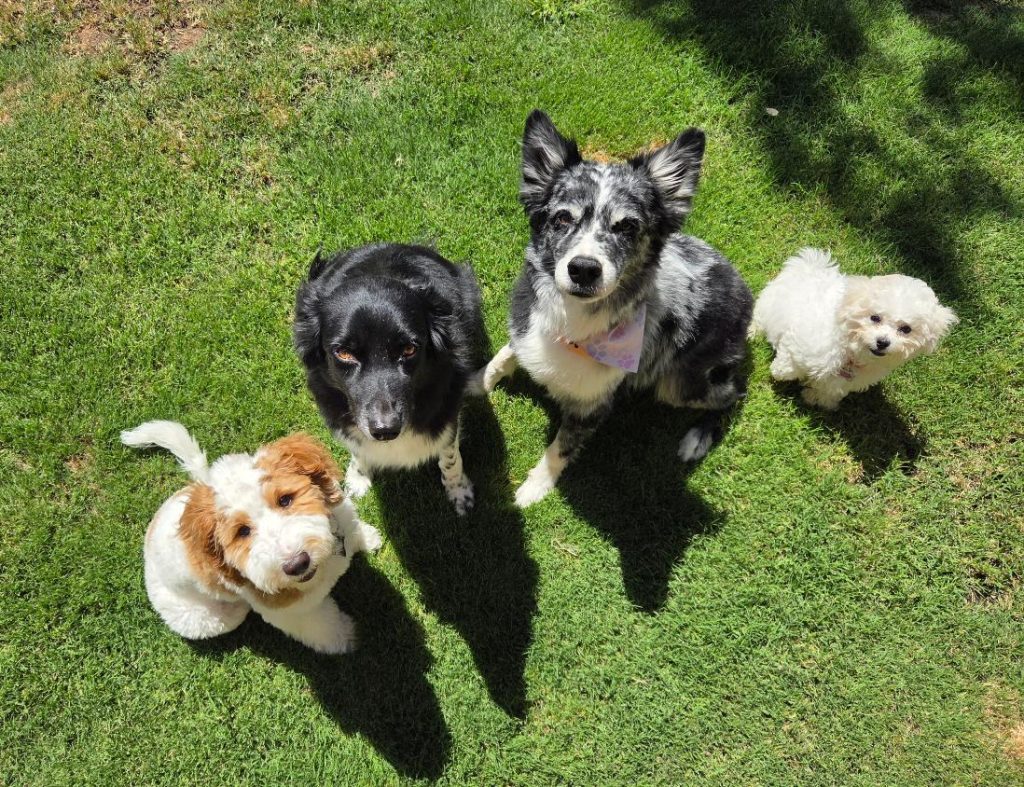 dogs in board and train service in chandler AZ with Mark Siebel from Doggie Steps Dog Training
