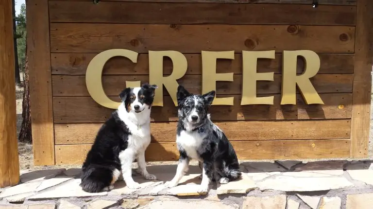 dog training for jumping barking and behavioral issues in chandler az