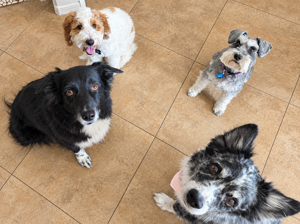 board and train services by professional dog trainer in chandler az with mark siebel