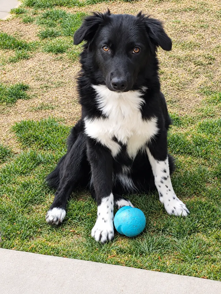 dog training for anxious dogs dog training for aggressive dogs professional dog training in chandler az professional dog training near phoenix az