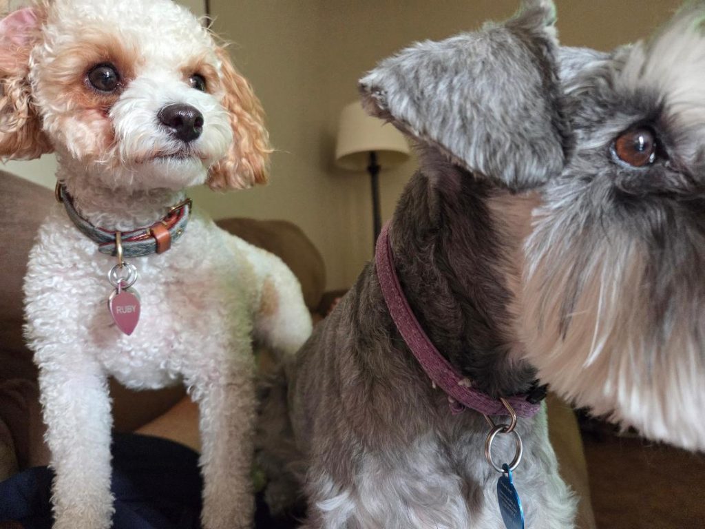 in home dog trainer where trainer mark siebel comes to your house to train dog for barking jumping and behavioral issues