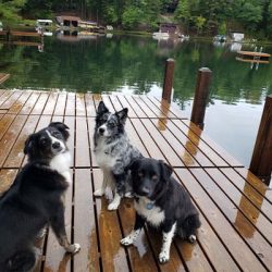 At My Home Dog Training​
