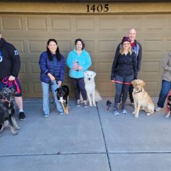 Group Dog Training Services in Phoenix/Chandler, AZ​